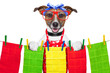 housewife dog
