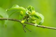 unreife kornelkirschen / unripe cornel fruits