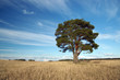 Pine-tree