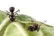 Two ants looks like peekaboo the way they are looking