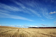 Cornfield,springtime
