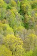 areal view on Gauja river valley in spring in Sigulda, Latvia