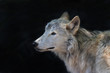 side portrait of an arctic wolf on black background