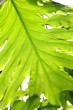 green tropical plants close-up