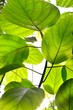 green tropical plants close-up