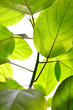 green leaves background