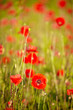 Field of  Poppy Flowers Papaver rhoeas in Spring