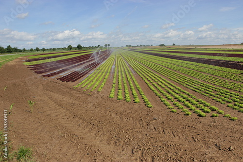 Photo: Feld von Salat in der Aufzucht 1 Feld von Salat in der Aufzucht 1