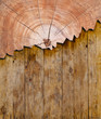 bark wood pattern