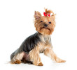 puppy yorkshire terrier isolated on white background