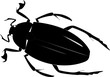 beetle