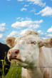 cute cow smell a flower