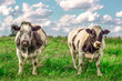 2 tough cows in the meadow