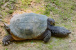 Testuggine palustre - (Emys orbicularis)