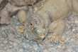 portrait of the Iguana