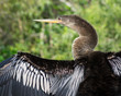 Female Anhinga Bird Drying its Outstretched Wings