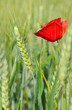 coquelicot et épis d'orge