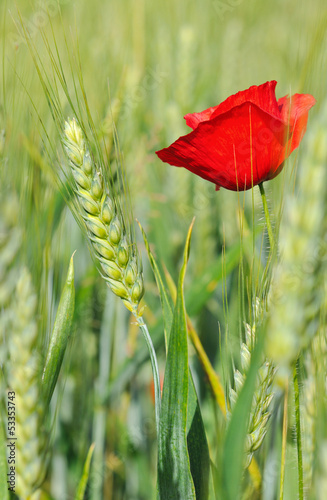 Photo: coquelicot et épis d'orge coquelicot et épis d'orge