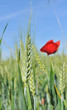 épi d'orge et coquelicot