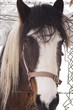 Beautiful horse close up
