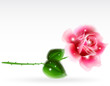 Vector: Pink rose Floral Design Element. Vector Pink rose Floral Design Element. Vector