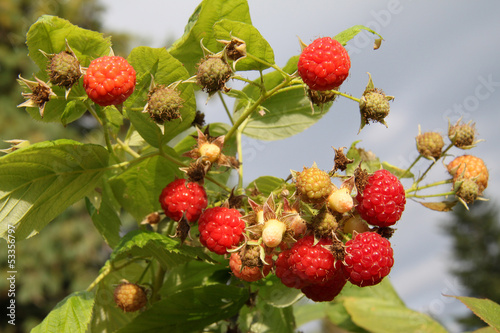 Photo: framboisier framboisier