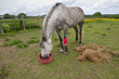 Lame horse