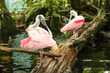 Two Roseate spoonbills on the branch cleaning feathers.