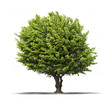 Photo: Arbre sur fond blanc Arbre sur fond blanc