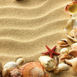 Sea shell on sand