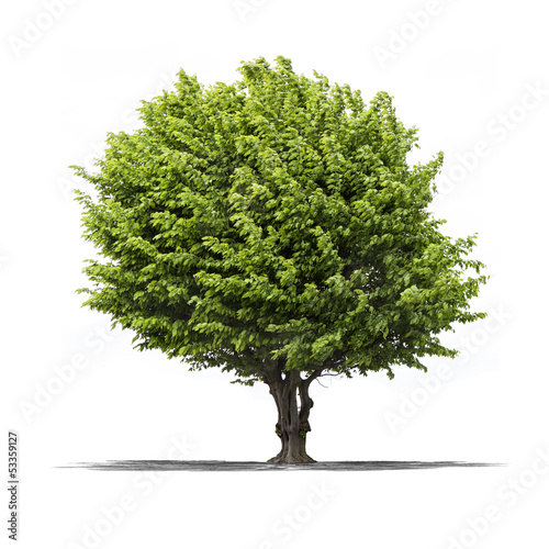 Photo: Arbre sur fond blanc Arbre sur fond blanc