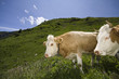 Rind Kuh Berge