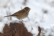 Reed bunting, Emberiza schoeniclus