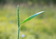 Photo: wheat wheat