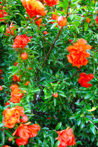 Photo: flowering shrub grenade flowering shrub grenade