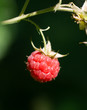 red raspberry