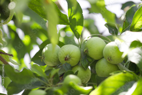 Photo: green apples on the tree in nature green apples on the tree in nature