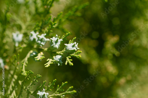 Photo: Thuja in nature. macro Thuja in nature. macro