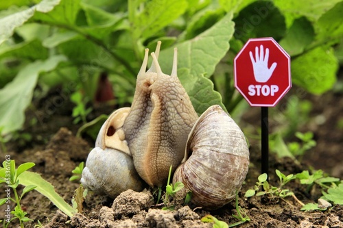 Photo: Weinbergschnecke Schnecken Stop Weinbergschnecke Schnecken Stop