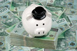 Money Polish Zloty