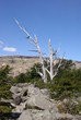 Photo: Arbre mort, Patagonie Arbre mort, Patagonie