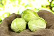 Photo: Green cabbage on sackcloth, on bright background Green cabbage on sackcloth, on bright background