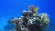 Coral and fish in the Red Sea, Egypt