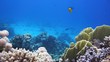 Coral and fish in the Red Sea, Egypt