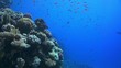 Coral and fish in the Red Sea, Egypt