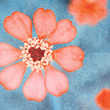 Photo: Top view daisy in nature, decorative effect texture textured. Top view daisy in nature, decorative effect texture textured.