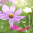 Photo: Beautiful Floral Flower Background design Beautiful Floral Flower Background design