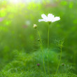 Photo: Beautiful Floral Flower Background design Beautiful Floral Flower Background design