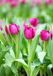 canvas print picture - Purple tulips