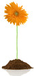 gerbera sur motte de terre